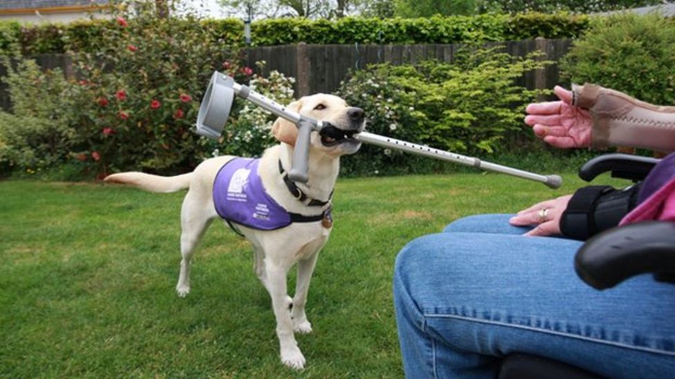 Assistance Dogs on Holiday
			