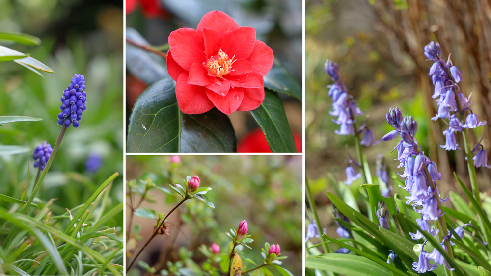 Some of our garden flowers
