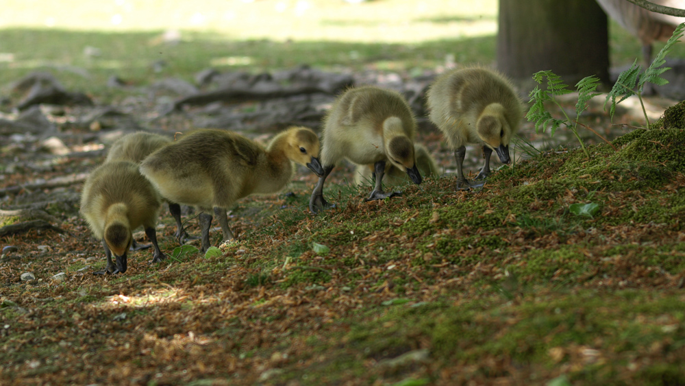 Baby Geese at Cadmans Pool