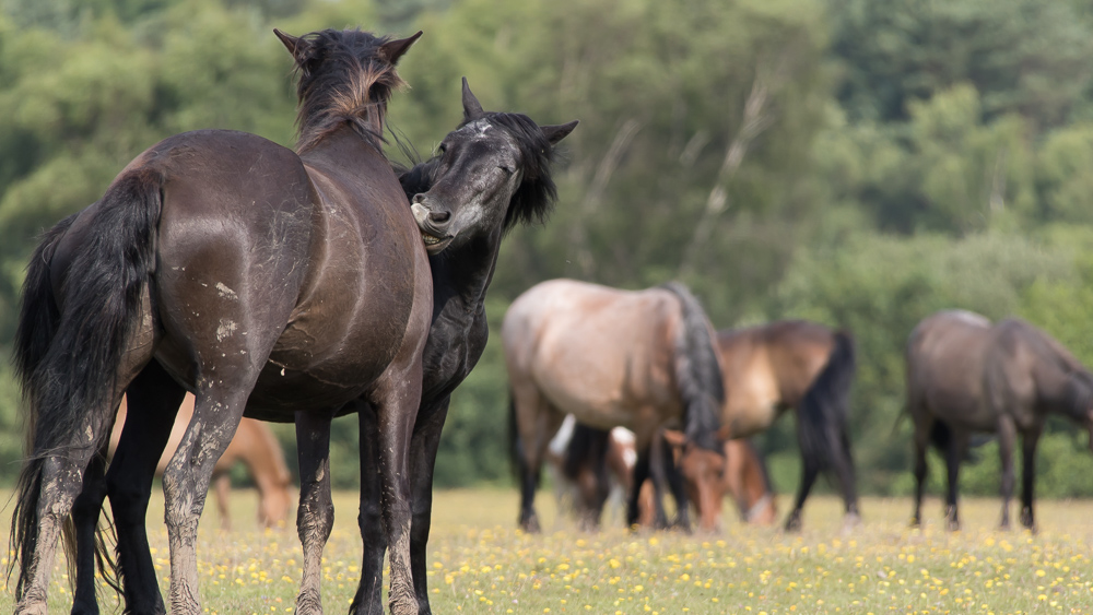 Forest Ponies