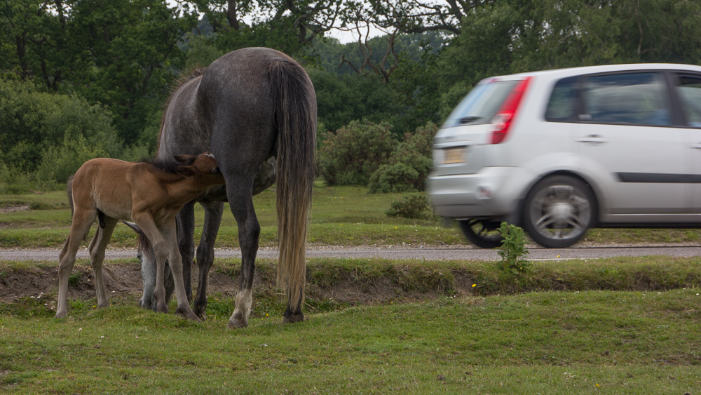 New Forest Foals