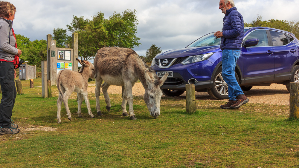 Donkey Foals