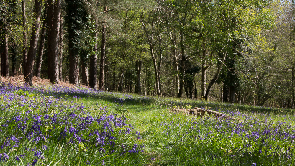 Bluebells