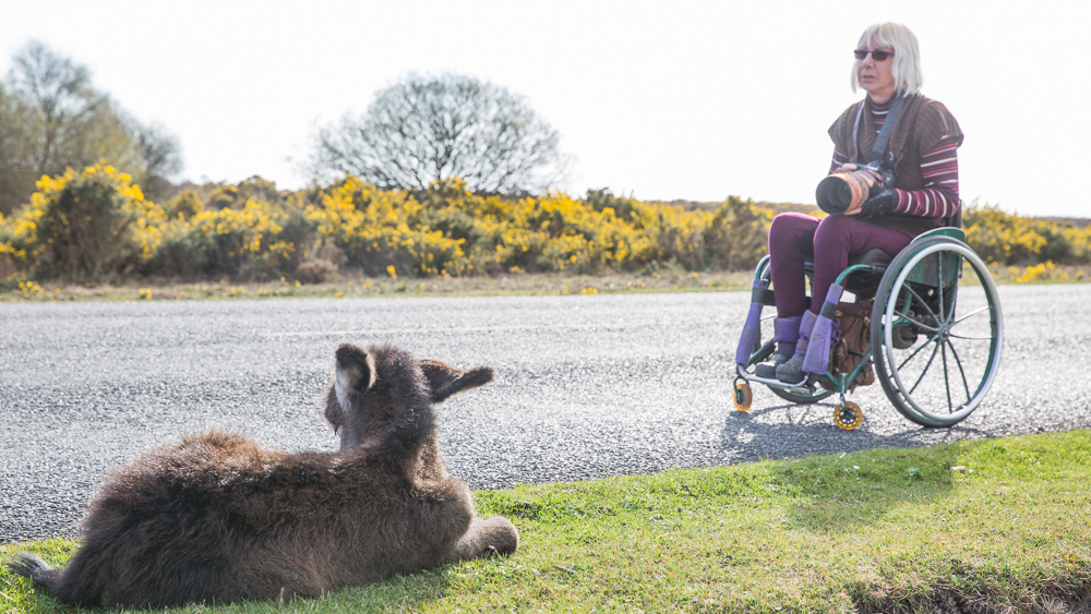 New Forest Wildlife Images