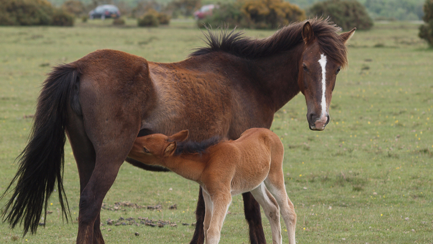 New Forest Ponies