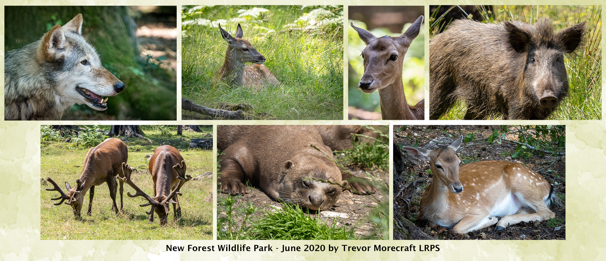 Keeper talk at the New Forest Wildlife Park with deer in June 2020