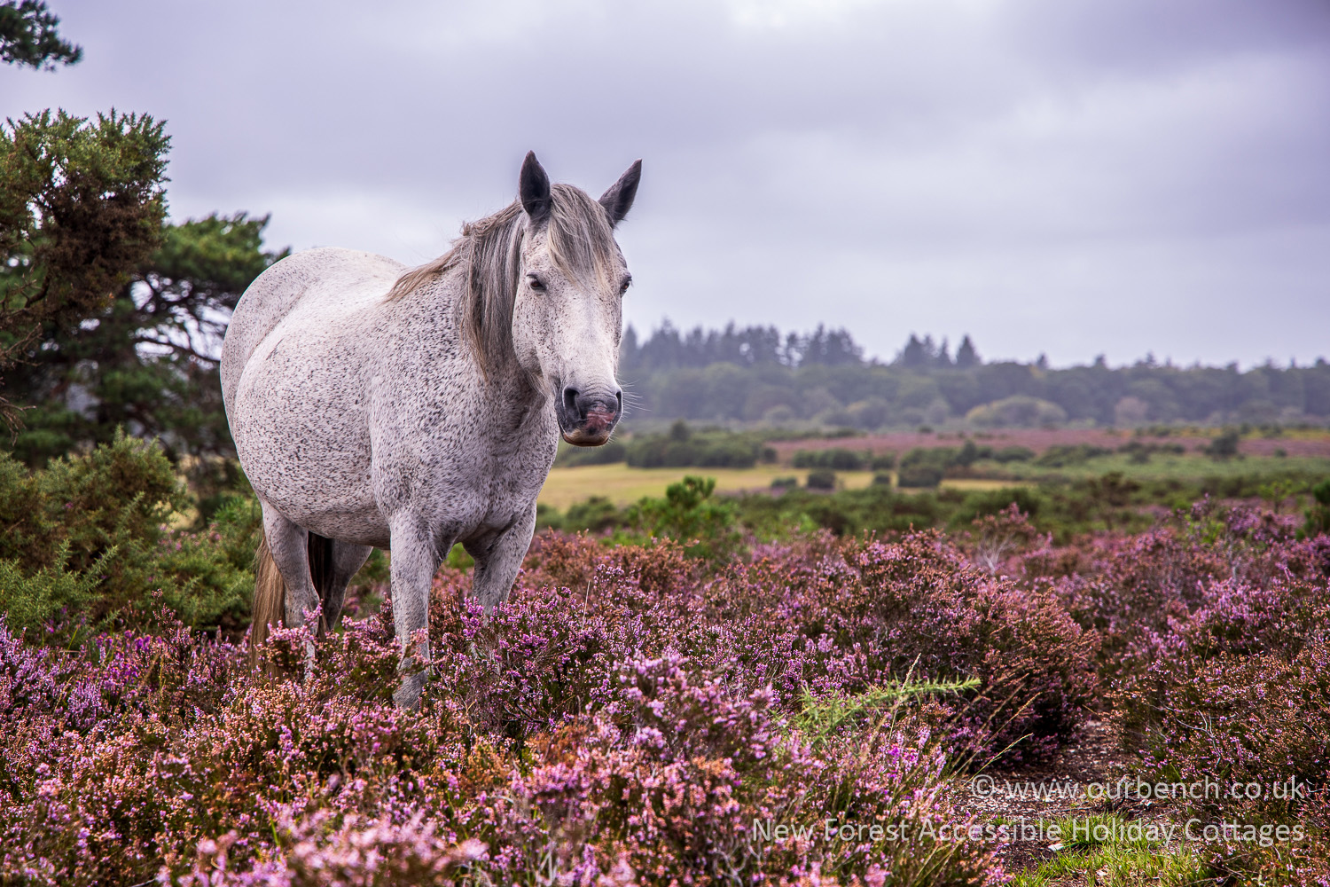 Rainy Day Forest Views