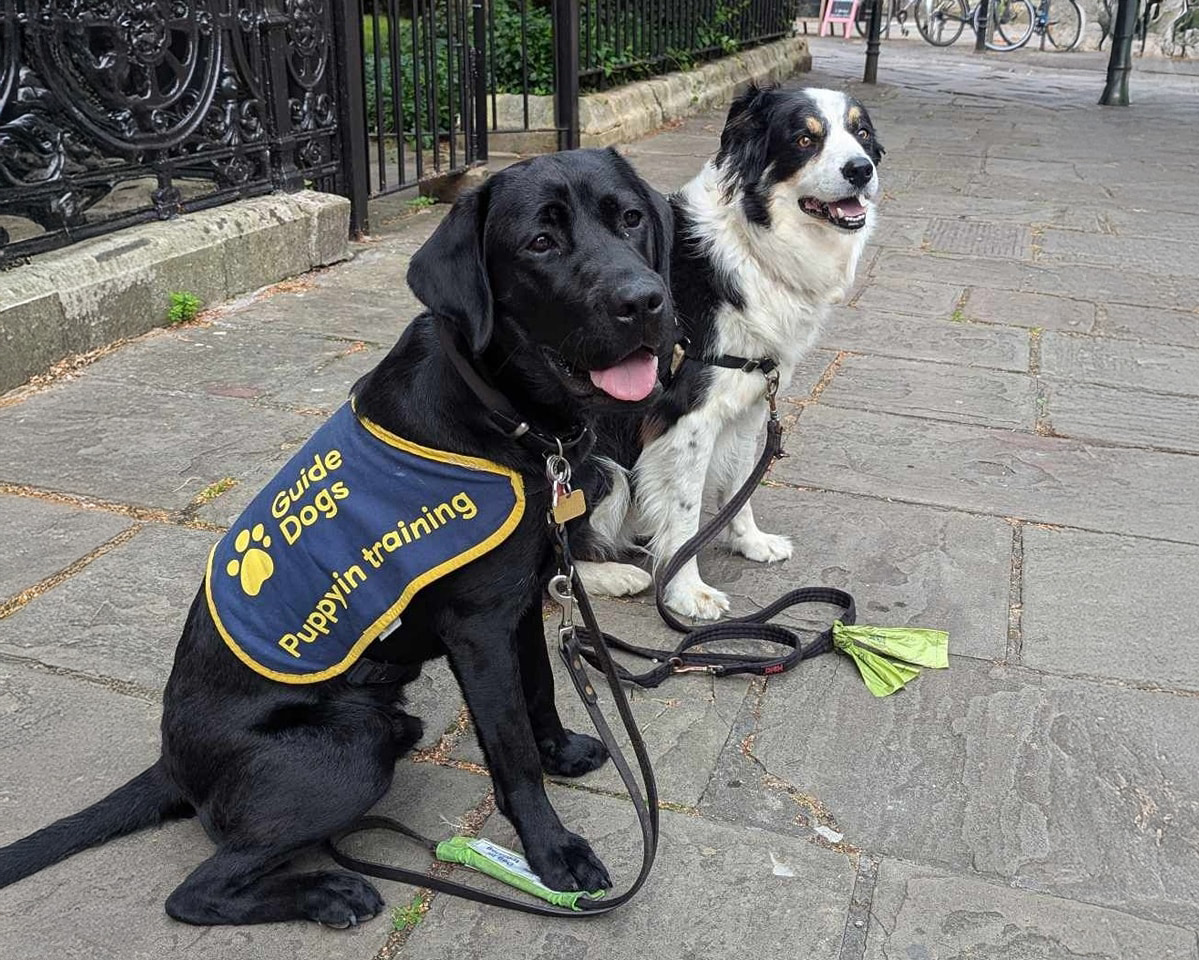 Dog friendly accessible holiday information