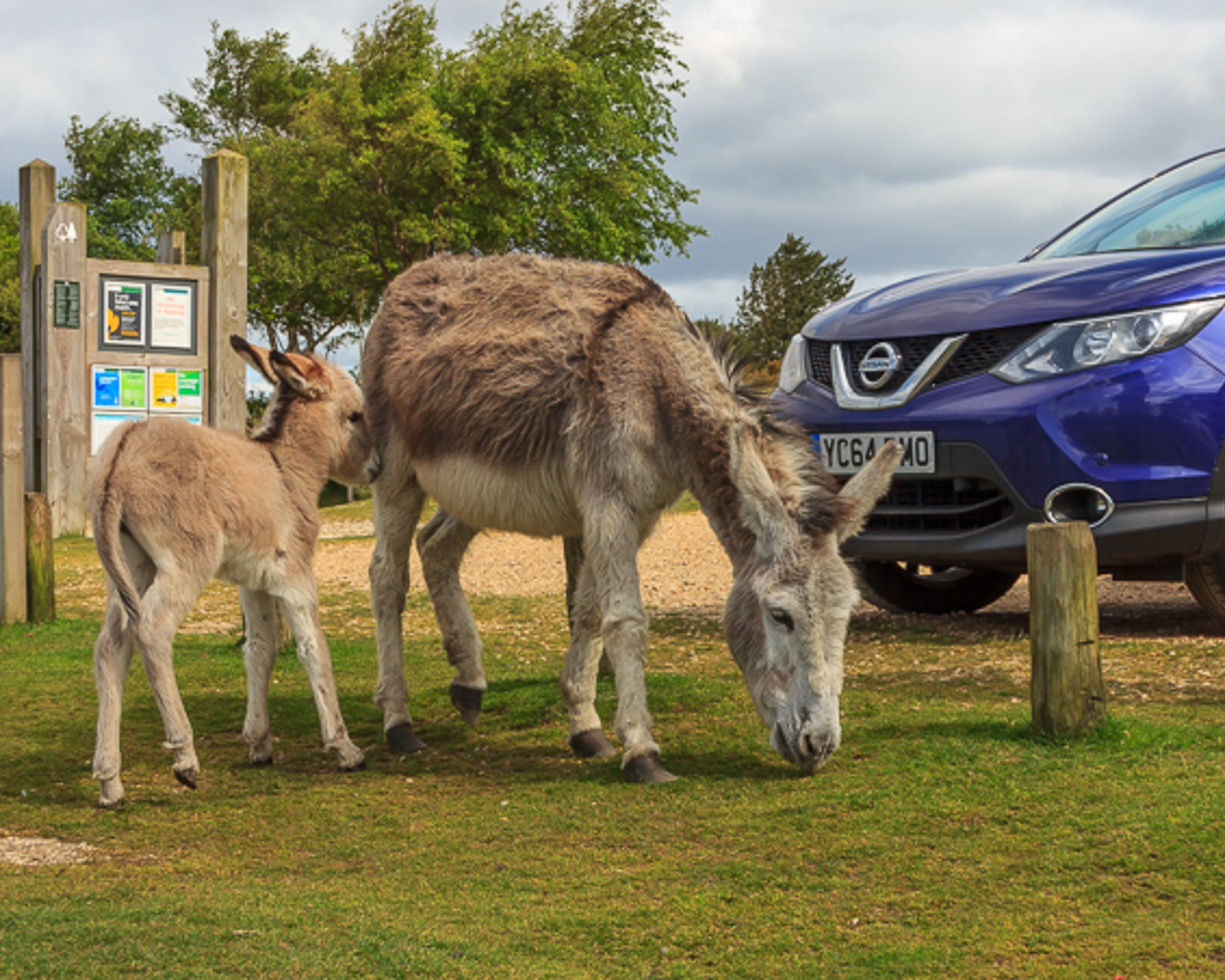 New Forest Car Park