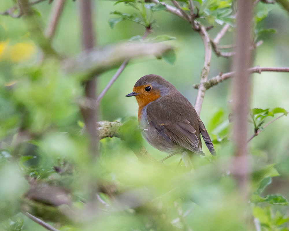 New Forest Robin