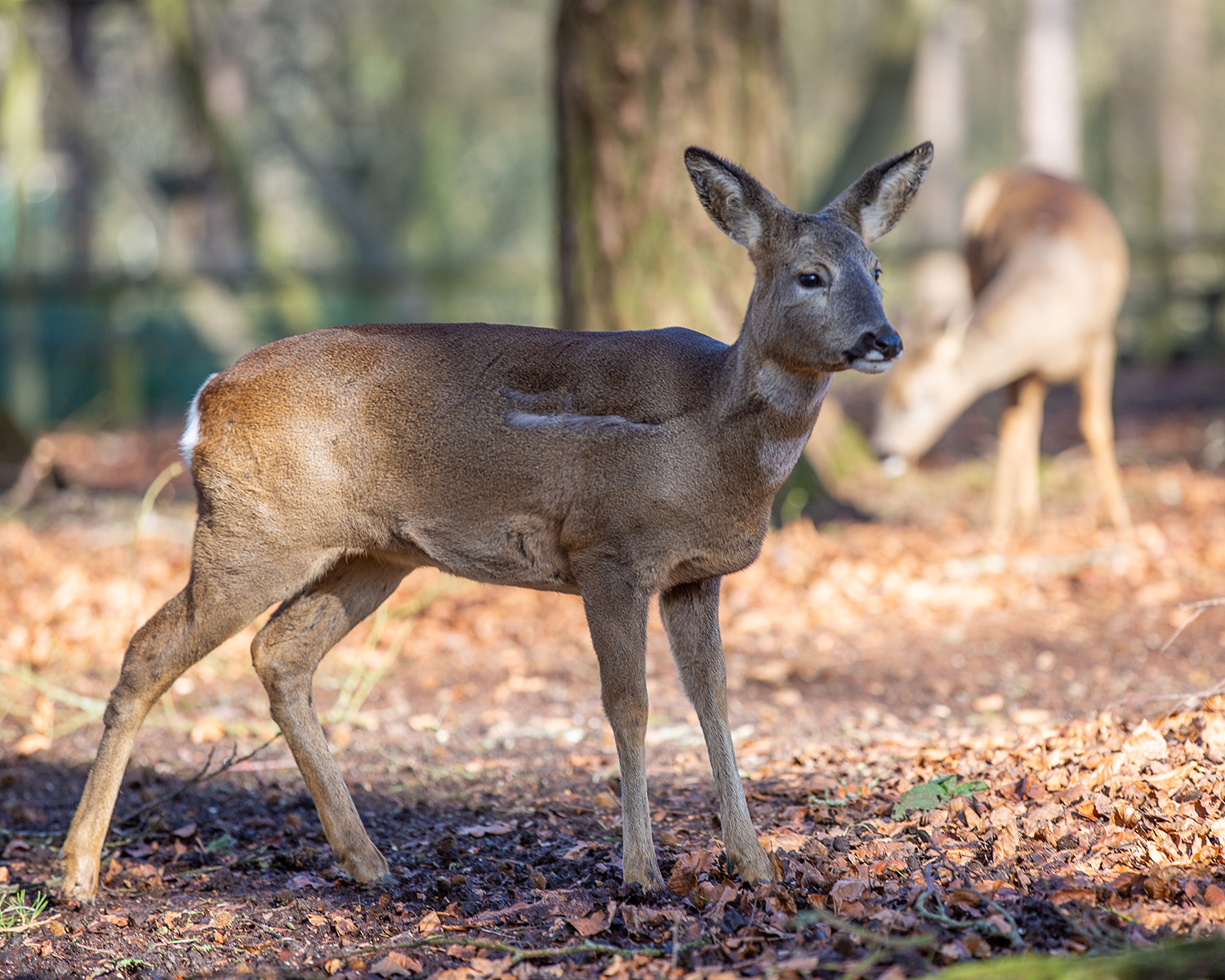 New Forest Deer