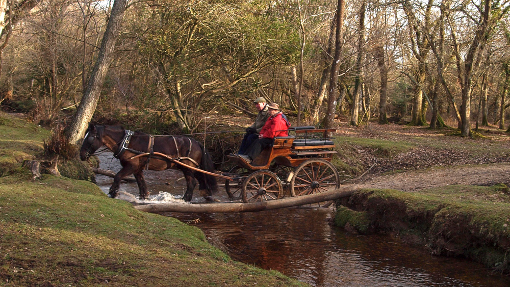 Horse-drawn carriage ride through the New Forest