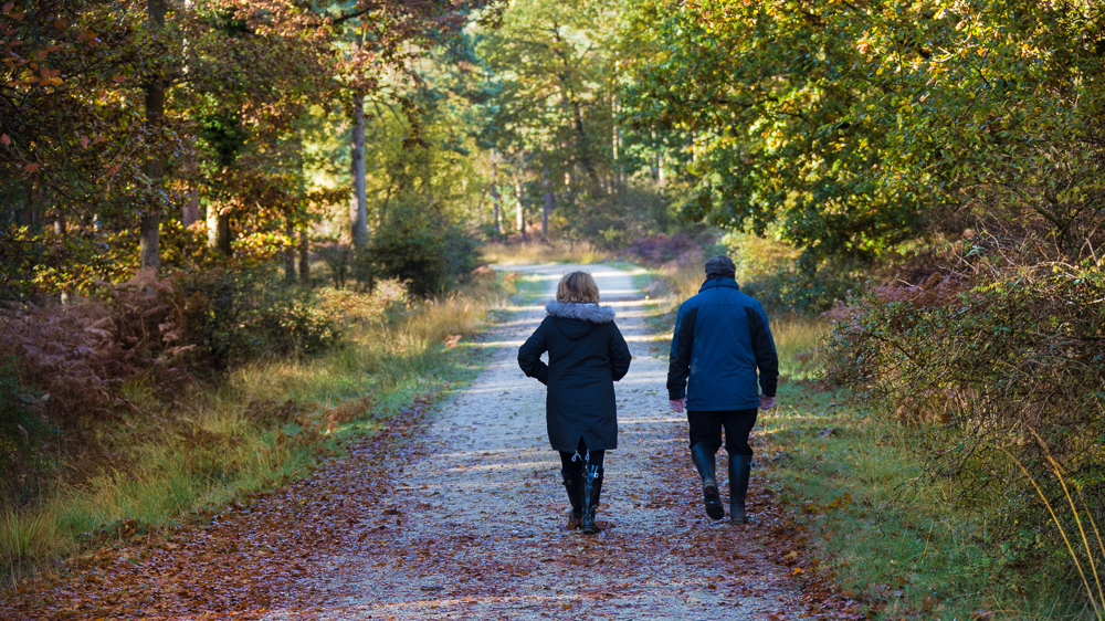 Forest walk near the Knightwood Oak