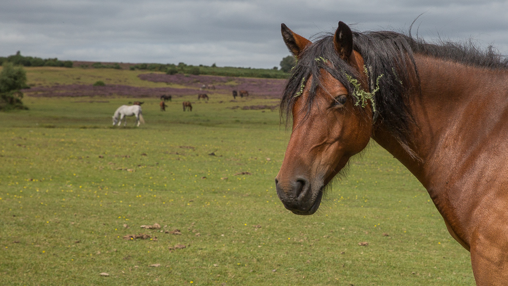 New Forest ponies near Beachern Wood