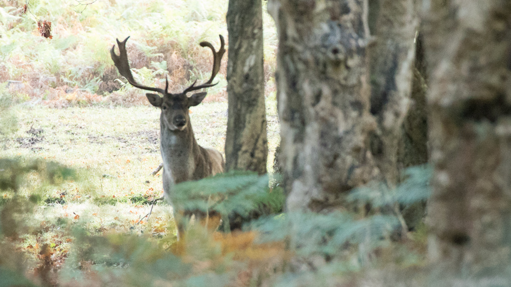 Fallow deer near Ober Corner in autumn