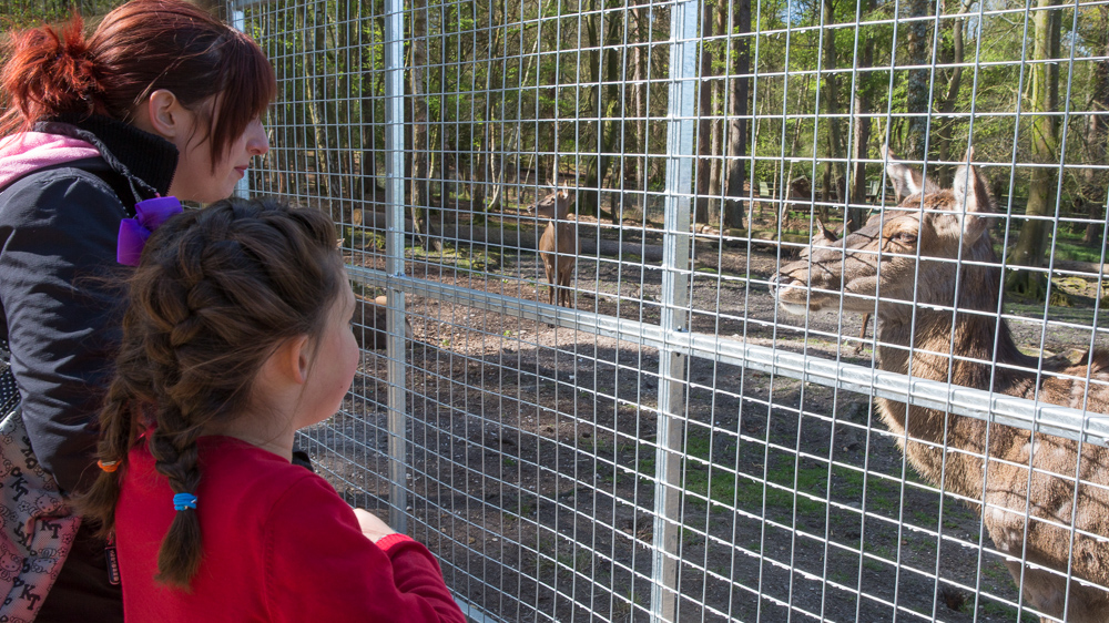 Close encounter at the New Forest Wildlife Park
