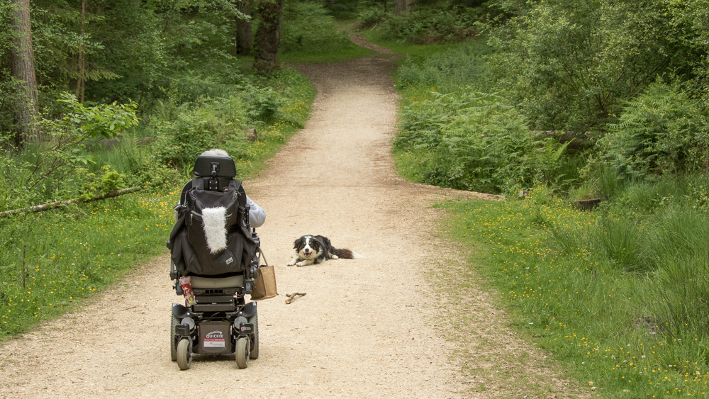 Wide gravel paths at Wilverley Enclosure