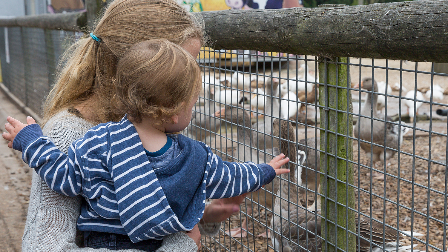 Meeting animals at Longdown Activity Farm