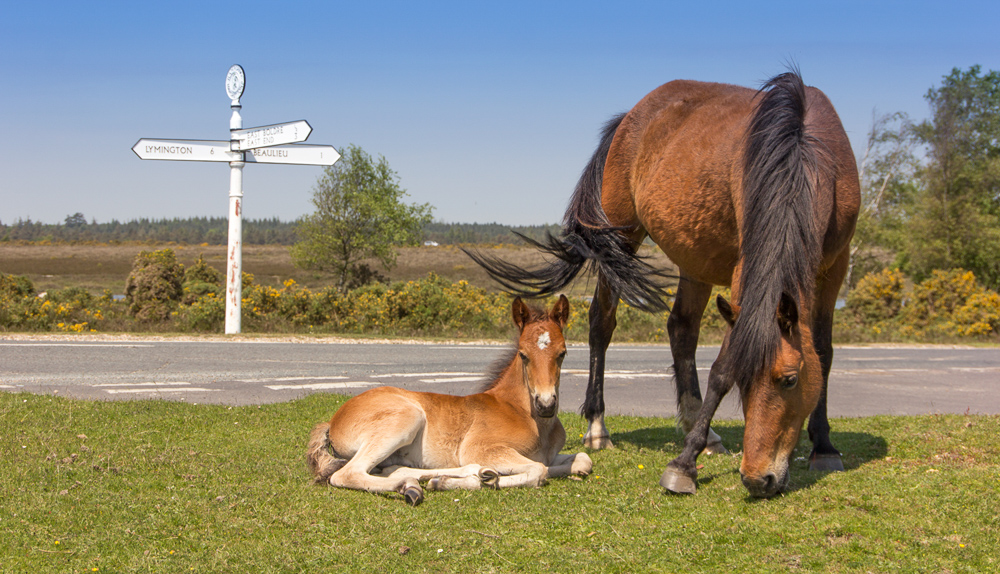 Ponies grazing roadside at East Boldre
