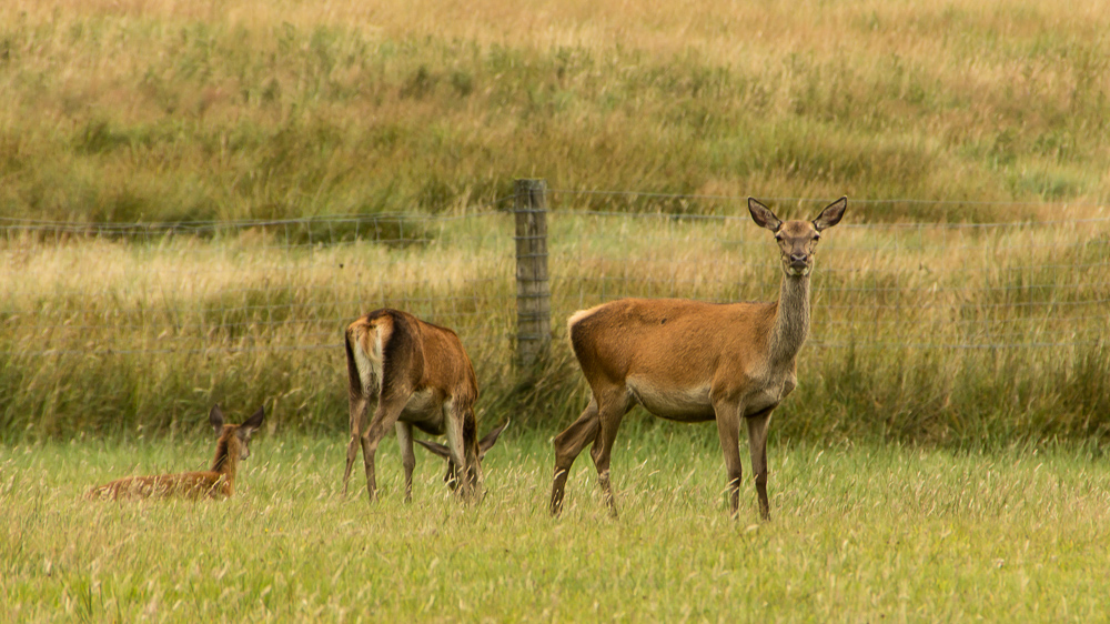 Deer near Ober Corner in the New Forest